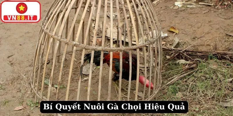 Bí Quyết Nuôi Gà Chọi Hiệu Quả Dành Cho Người Mới 6 Bí Quyết Nuôi Gà Chọi Hiệu Quả Dành Cho Người Mới