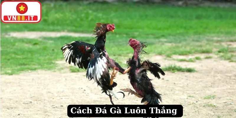 Cách Đá Gà Luôn Thắng Được Bật Mí Từ Chuyên Gia Vn88 4 Cách Đá Gà Luôn Thắng Được Bật Mí Từ Chuyên Gia Vn88