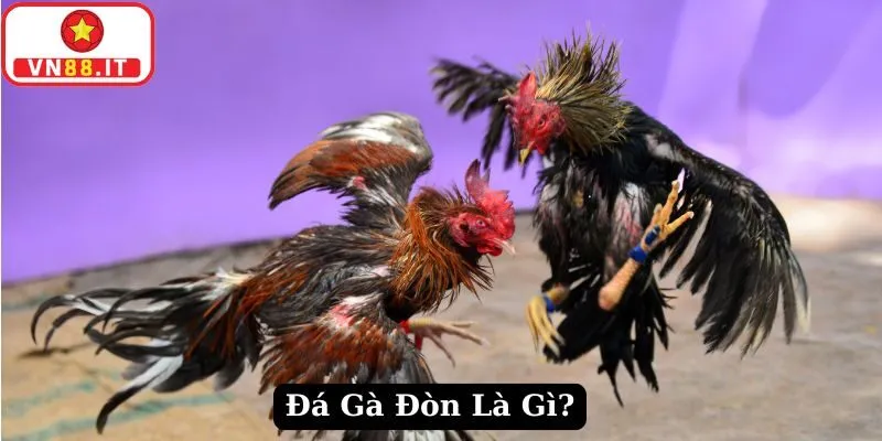 Đá Gà Đòn Là Gì? Kinh Nghiệm Xem Đá Gà Đòn Trực Tiếp Tại VN88 7 Xem đá gà đòn là gì hiệu quả dựa vào cánh gà