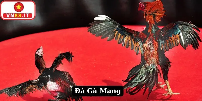 Đá Gà Mạng Là Gì? Tìm Hiểu Sảnh Cược Uy Tín Nhất VN88 5 Đá Gà Mạng Là Gì? Tìm Hiểu Sảnh Cược Uy Tín Nhất VN88