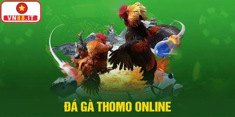 Đá Gà Thomo Thiên Đường Giải Trí Cho Những Kê Thủ Tại VN88 1 Đá Gà Thomo Thiên Đường Giải Trí Cho Những Kê Thủ Tại VN88