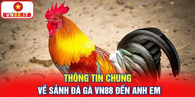 Giới thiệu sảnh cược đá gà VN88