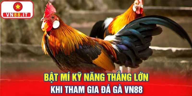 Kinh nghiệm chơi đá gà hiệu quả từ kê thủ chuyên nghiệp